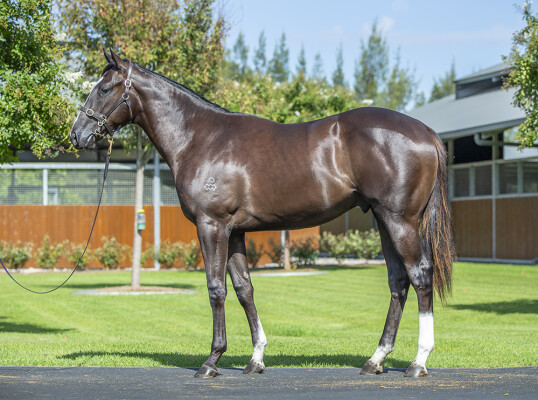 Lot 277: Maurice (JPN) / Angel of Mercy