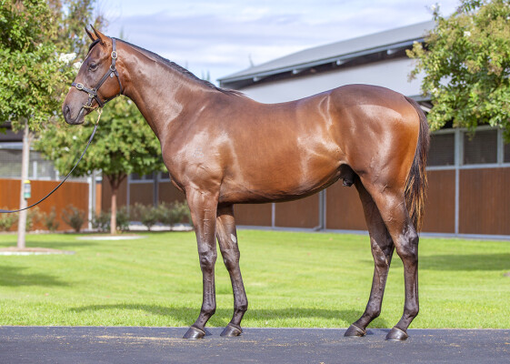 Lot 282: I Am Invincible / Arcadia Queen