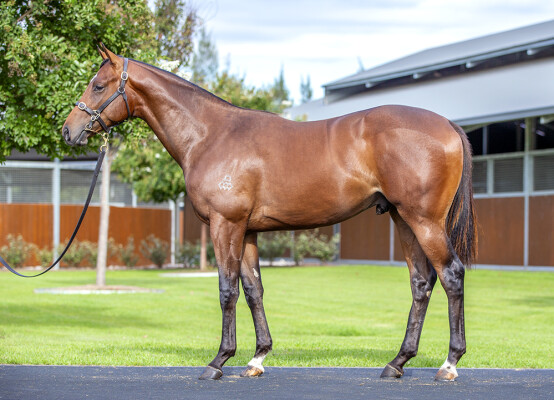 Lot 288: St Mark's Basilica (FR) / Bacarella