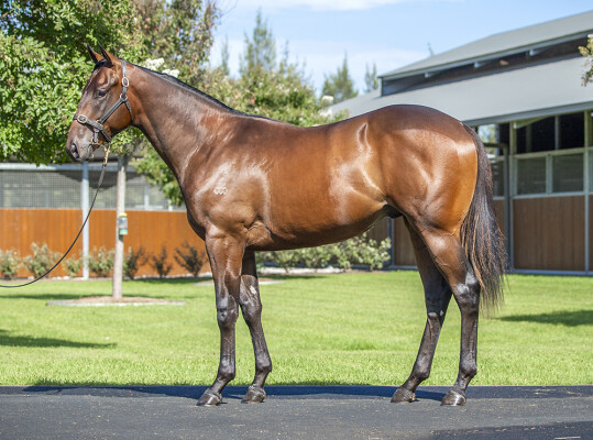 Lot 312: Snitzel / C'Est Beau la Vie
