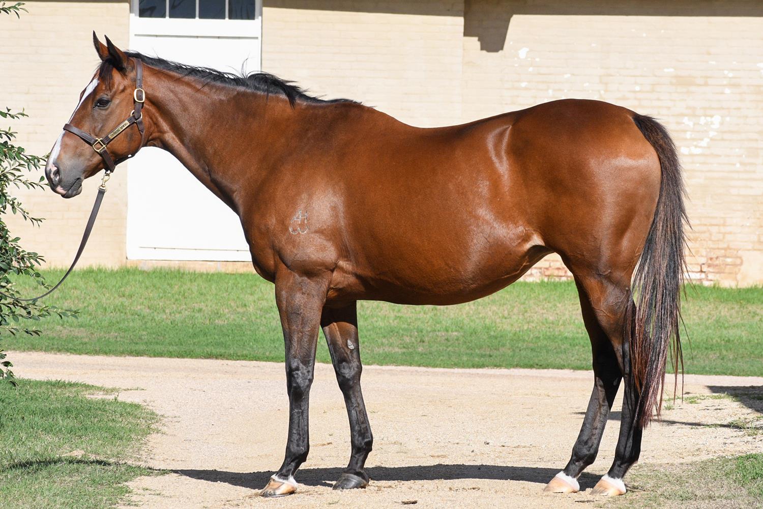 Quality breeding and racing opportunities in March (Late) Online Sale