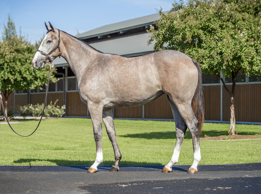 Lot 321: The Autumn Sun / Chanteuse (JPN)