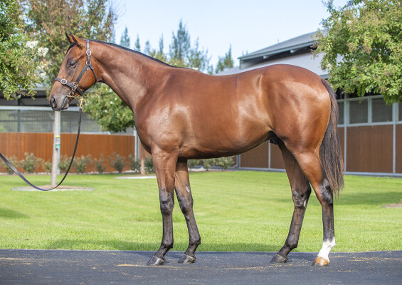 Lot 324: The Autumn Sun / Cheradi (IRE)