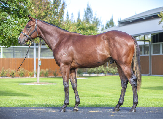 Lot 332: Dundeel (NZ) / Courchevel