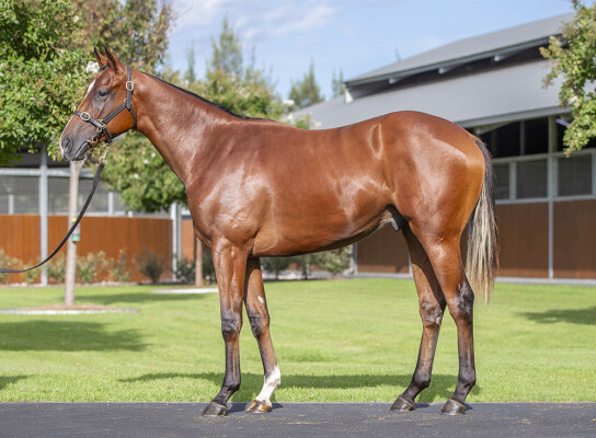 Lot 334: The Autumn Sun / Cross Bench (GB)