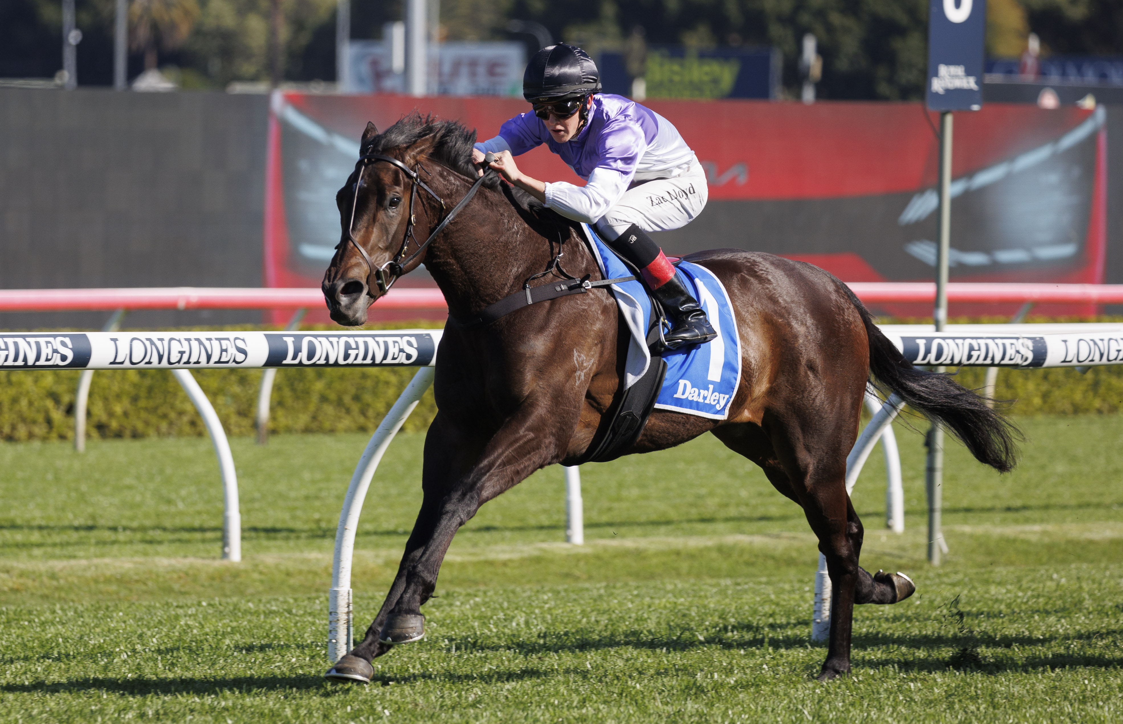 Tiz Invincible the latest addition to stellar Chairman's catalogue