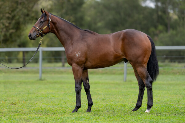 Lot 47: Too Darn Hot (GB) / Mandalong Snitjess