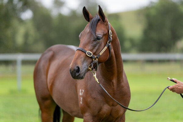 Lot 47: Too Darn Hot (GB) / Mandalong Snitjess