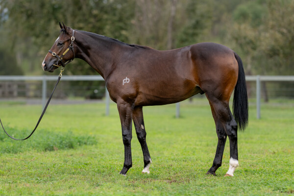 Lot 99: So You Think (NZ) / Pajingo