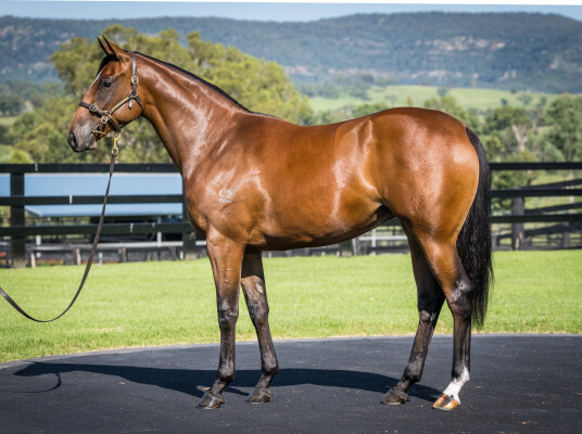 Lot 39: Snitzel / Madam Legend