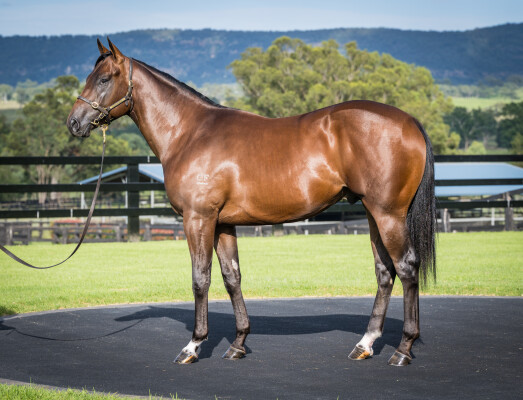 Lot 45: Zousain / Magic Amelia