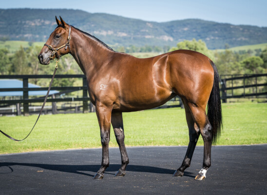 Lot 67: Snitzel / Miss Leonidas