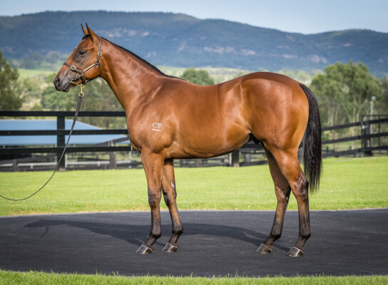 Lot 146: Home Affairs / Secret Agenda