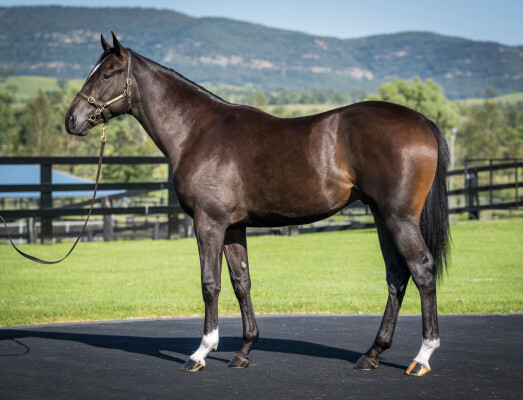 Lot 382: So You Think (NZ) / Frankely Awesome