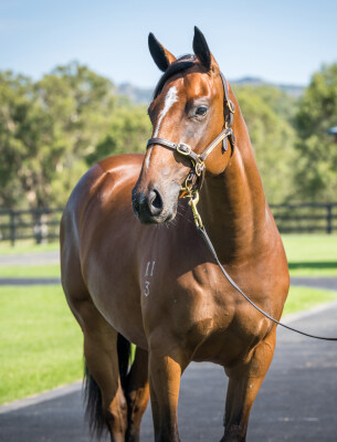 Lot 39: Snitzel / Madam Legend