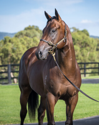 Lot 45: Zousain / Magic Amelia