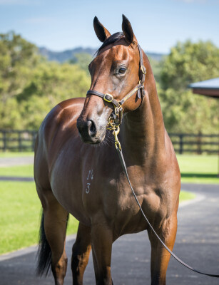 Lot 67: Snitzel / Miss Leonidas