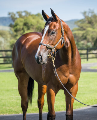 Lot 108: I Am Invincible / Pippie