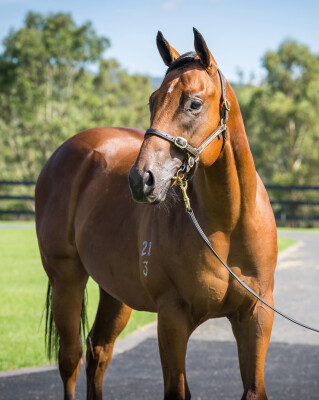 Lot 146: Home Affairs / Secret Agenda