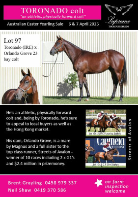 Lot 97: Toronado (IRE) / Orlando Grove