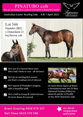 Lot 344: Pinatubo (IRE) / Demasheen