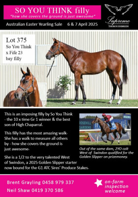Lot 375: So You Think (NZ) / Fife