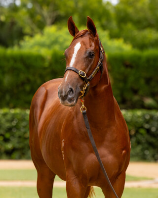 Lot 2: Zoustar / Jedastar