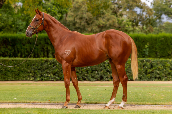 Lot 171: Home Affairs / Slots