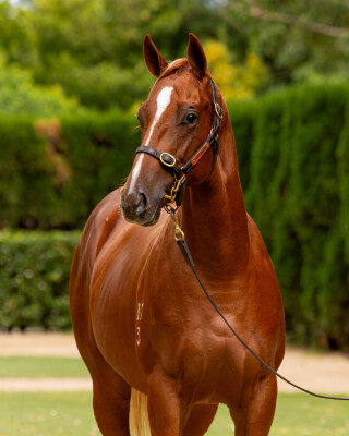 Lot 171: Home Affairs / Slots