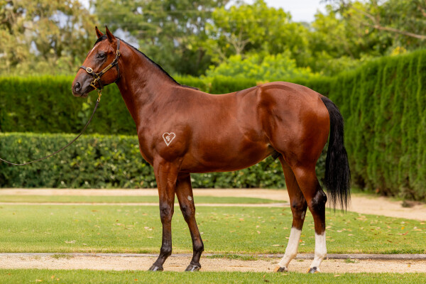 Lot 220: Home Affairs / The Pinnacle