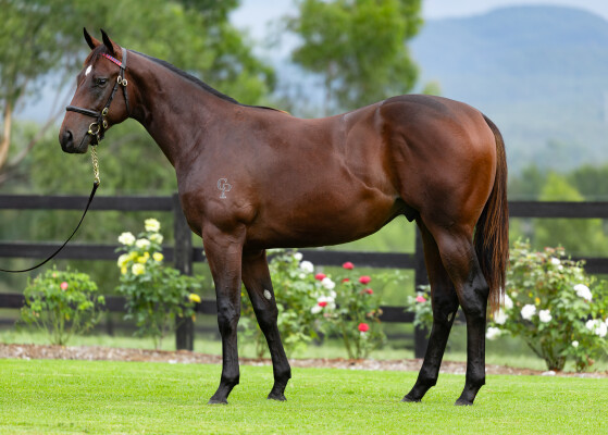 Lot 26: Home Affairs / Le Lude