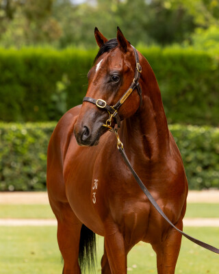 Lot 220: Home Affairs / The Pinnacle