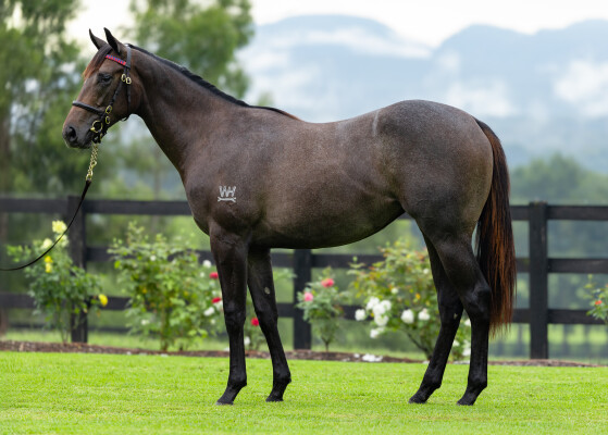 Lot 257: Exceed and Excel / White Thyme