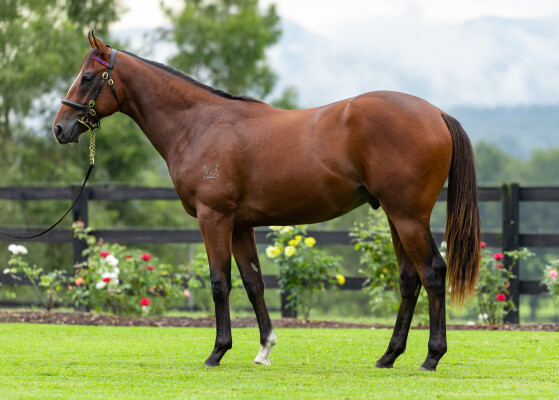 Lot 374: Snitzel / Festival Miss