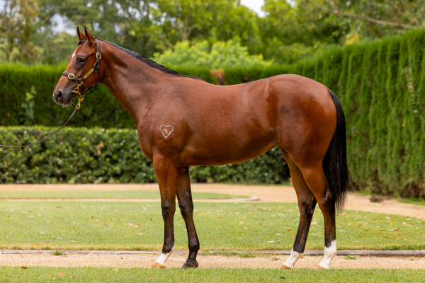 Lot 227: Exceed and Excel / Tomelilla (NZ)