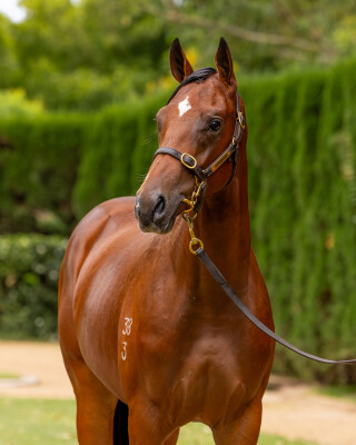 Lot 227: Exceed and Excel / Tomelilla (NZ)