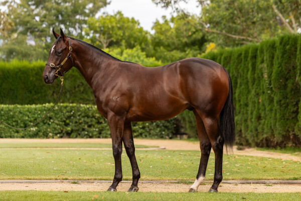 Lot 281: Home Affairs / Arcadia Angel