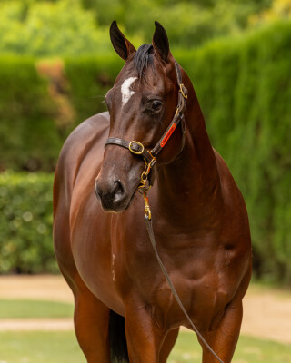 Lot 281: Home Affairs / Arcadia Angel