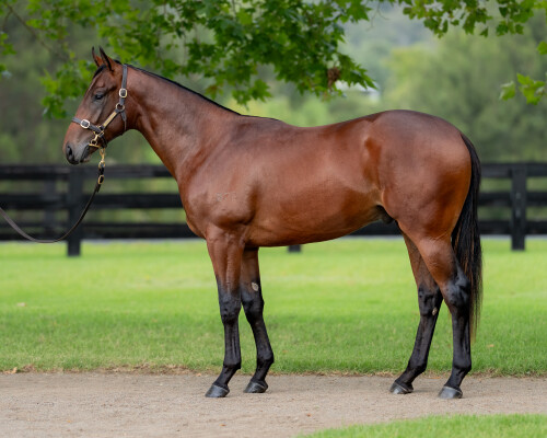 Lot 16: Snitzel / La Mexicana