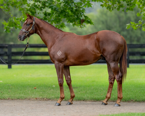 Lot 37: Pinatubo (IRE) / Luminous Eyes (IRE)