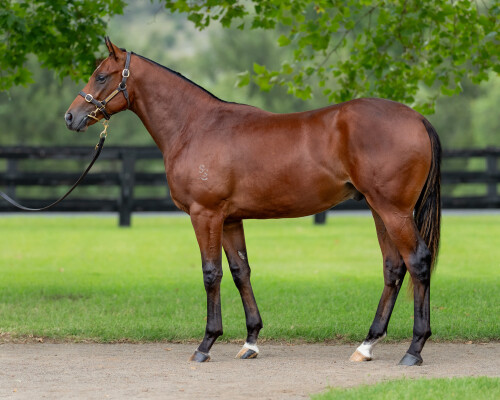 Lot 63: Snitzel / Miss Admiration