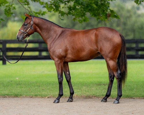 Lot 138: Snitzel / Samovare