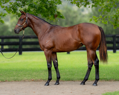 Lot 149: Home Affairs / Sempre Libera