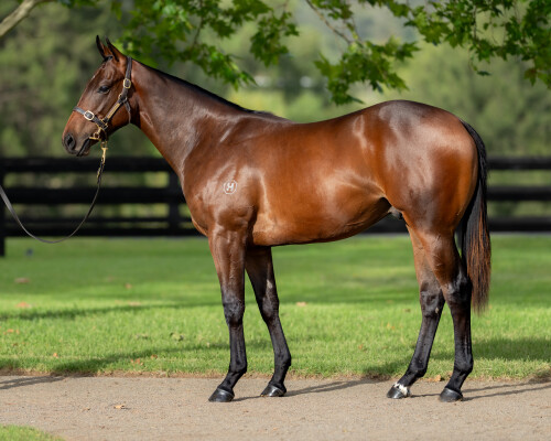 Lot 160: I Am Invincible / Sia