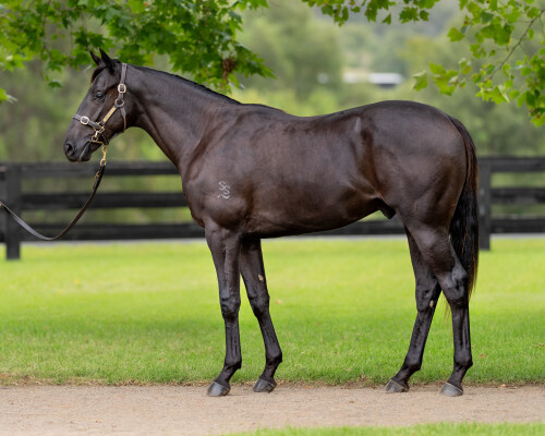 Lot 230: Street Boss (USA) / Total Attraction