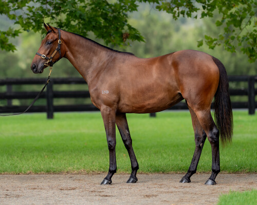 Lot 243: Frankel (GB) / Vale Dori (ARG)