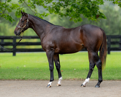 Lot 298: Farnan / Benitoite