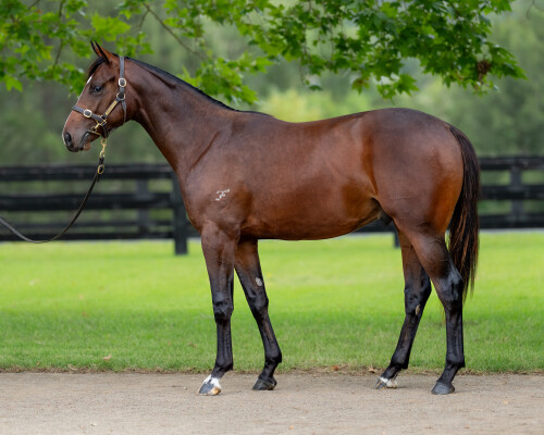 Lot 313: Frankel (GB) / California Zimbol