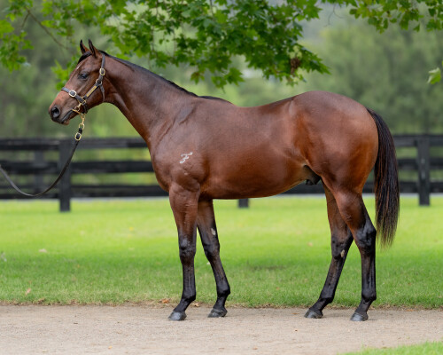 Lot 333: I Am Invincible / Covent Garden