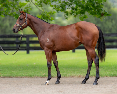 Lot 336: Zoustar / Custard